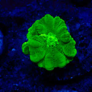TC Caulastrea Hulk
