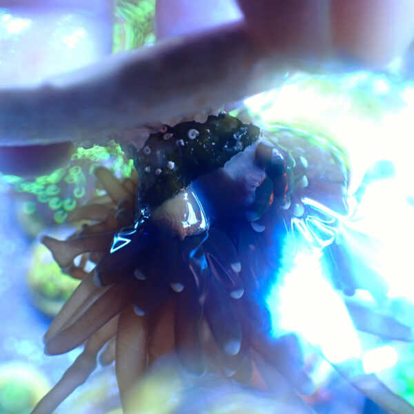 TC Euphyllia glabrecens Holy Guacamole - Imagen 3