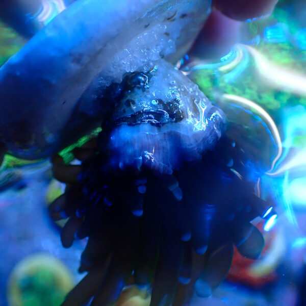 TC Euphyllia glabrecens Holy Guacamole - Imagen 3