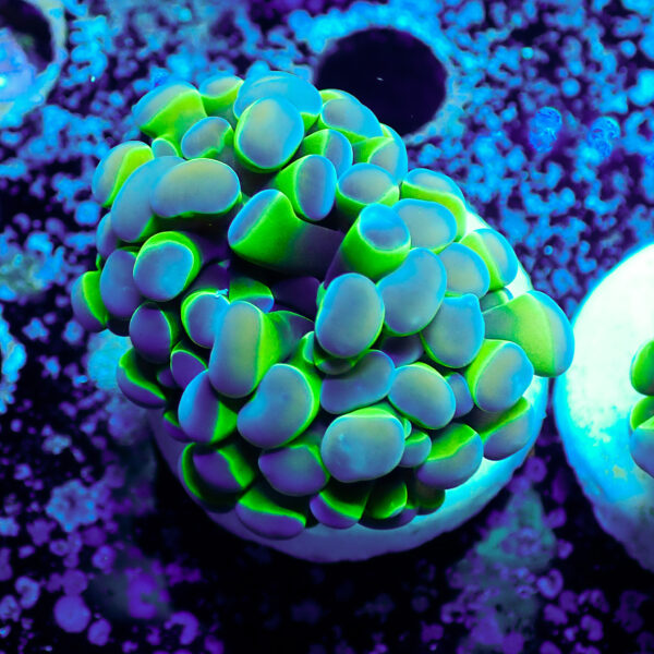 TC Euphyllia parancora Hologram - Imagen 2