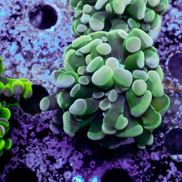 TC Euphyllia parancora Rainbow - Imagen 2