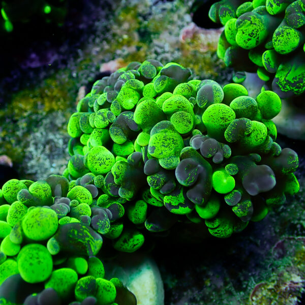 TC Euphyllia parancora Blotchy 2/3 cabezas - Imagen 2
