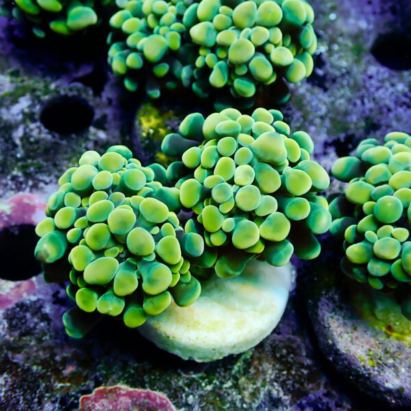 TC Euphyllia parancora Gold Nugget 2 cabezas - Imagen 2