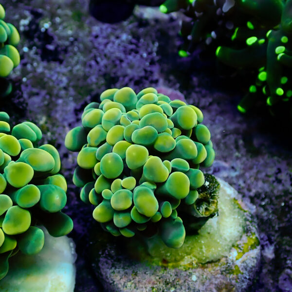 TC Euphyllia Parancora Gold Nugget - Imagen 2