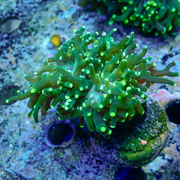 TC Euphyllia paradivisa Blotchy - Imagen 2