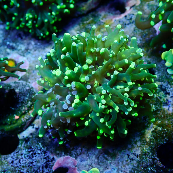 TC Euphyllia paradivisa Blotchy 1 cabeza XL - Imagen 2