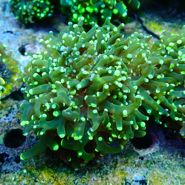TC Euphyllia paradivisa Blotchy 2/3 cabezas XL - Imagen 2