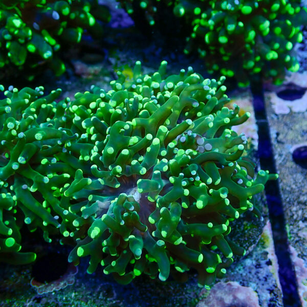 TC Euphyllia paradivisa Blotchy 2/3 cabezas XL - Imagen 2