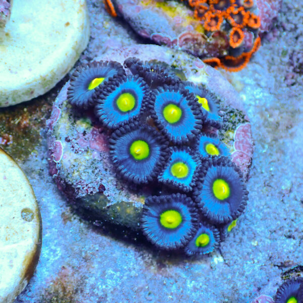TC Zoanthus AOI - Imagen 2