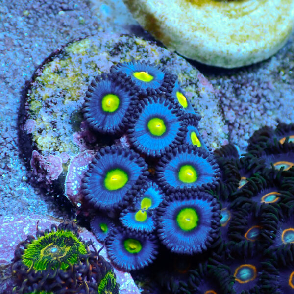 TC Zoanthus AOI - Imagen 2