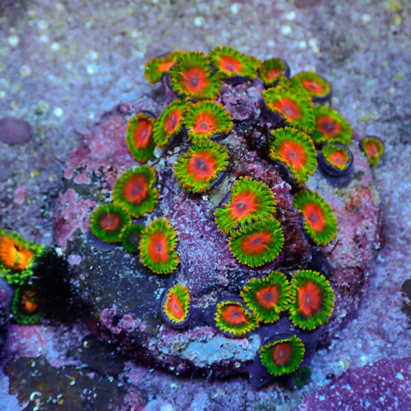 TC Zoanthus Awesome Blossom colonia - Imagen 2