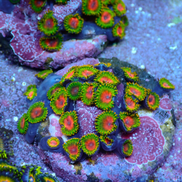 TC Zoanthus Awesome Blossom colonia - Imagen 2