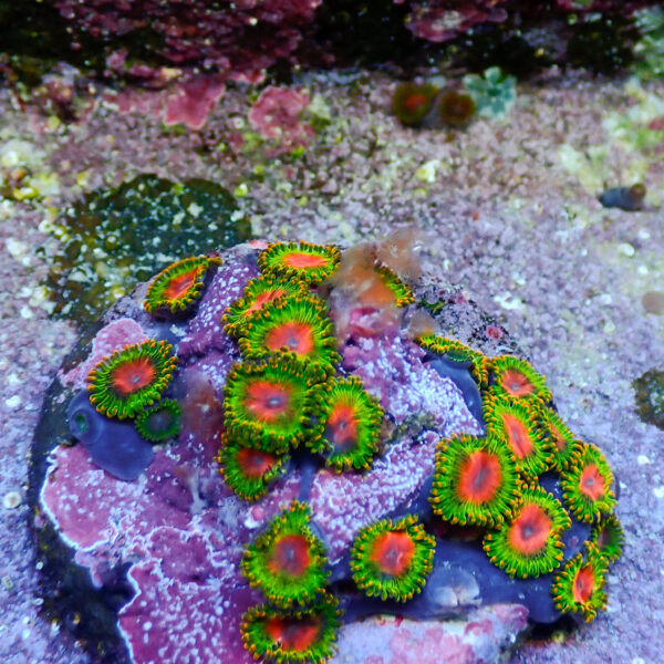 TC Zoanthus Awesome Blossom colonia - Imagen 2