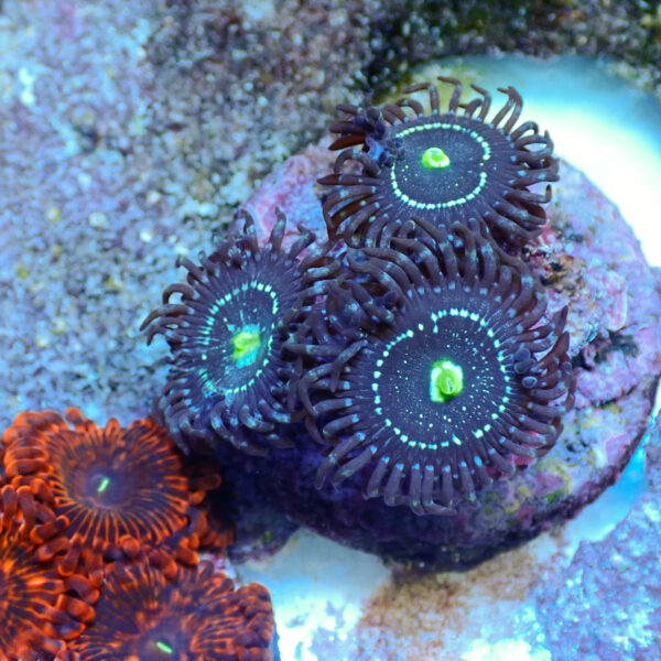 TC Zoanthus Blue Lagoon - Imagen 2