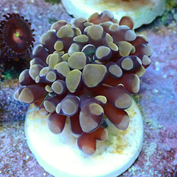 TC Euphyllia parancora Orange-Gold Nugget - Imagen 2