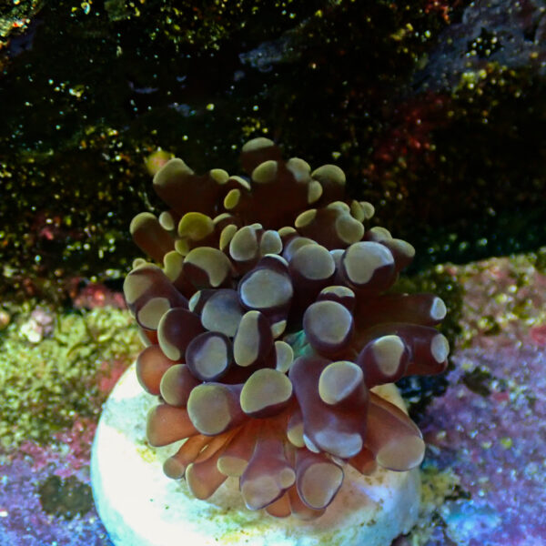 TC Euphyllia parancora Orange-Gold Nugget - Imagen 2