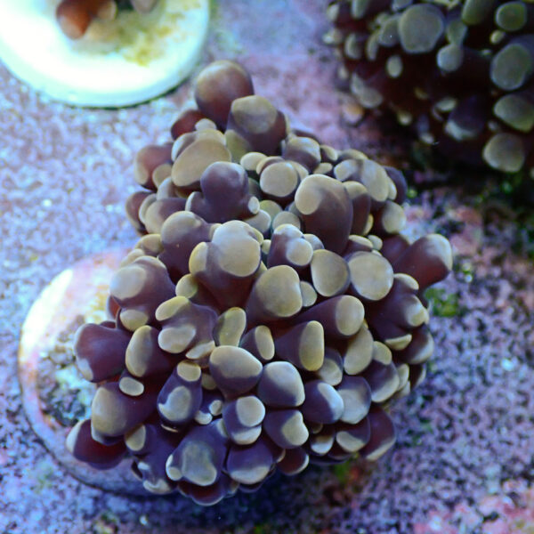 TC Euphyllia parancora Orange-Gold Nugget 3 cabezas - Imagen 2