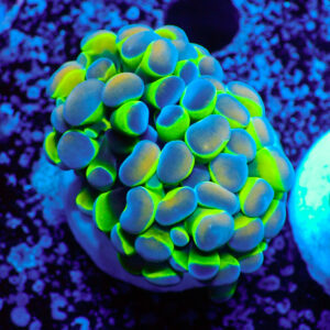TC Euphyllia parancora Hologram
