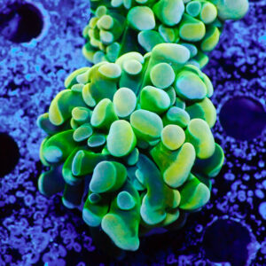 TC Euphyllia parancora Rainbow