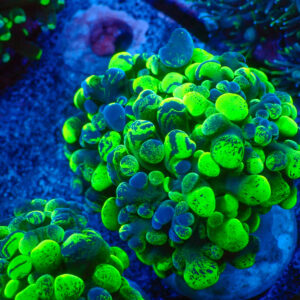 TC Euphyllia parancora Blotchy 2/3 cabezas