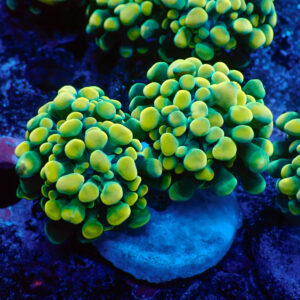 TC Euphyllia parancora Gold Nugget 2 cabezas