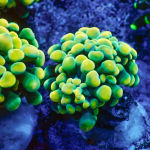 TC Euphyllia Parancora Gold Nugget