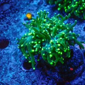 TC Euphyllia paradivisa Blotchy