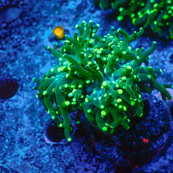 TC Euphyllia paradivisa Blotchy