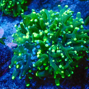 TC Euphyllia paradivisa Blotchy 1 cabeza XL