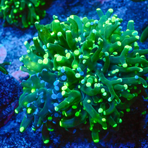 TC Euphyllia paradivisa Blotchy 1 cabeza XL