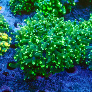 TC Euphyllia paradivisa Blotchy 2/3 cabezas XL