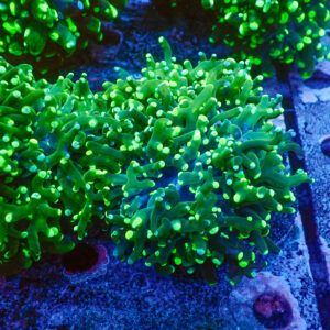 TC Euphyllia paradivisa Blotchy 2/3 cabezas XL
