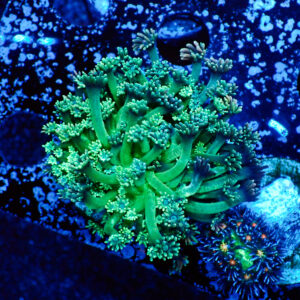 TC Goniopora Mint