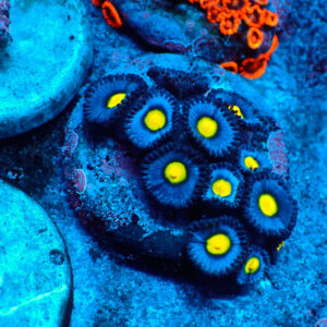 TC Zoanthus AOI