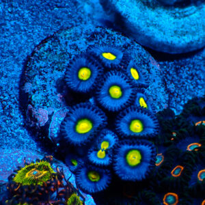 TC Zoanthus AOI