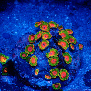 TC Zoanthus Awesome Blossom colonia