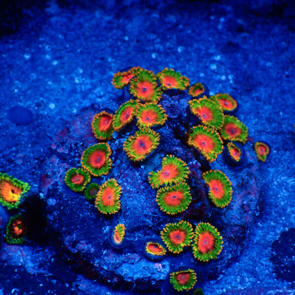 TC Zoanthus Awesome Blossom colonia