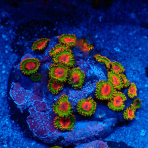 TC Zoanthus Awesome Blossom colonia