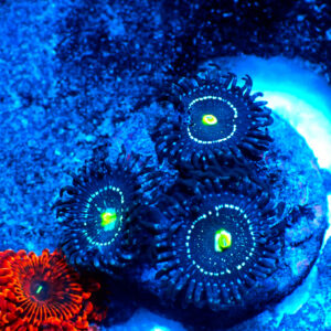 TC Zoanthus Blue Lagoon