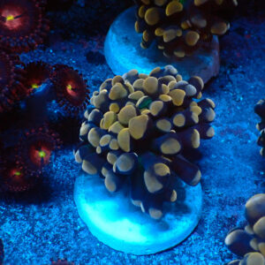 TC Euphyllia parancora Orange-Gold Nugget