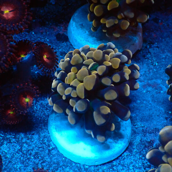 TC Euphyllia parancora Orange-Gold Nugget