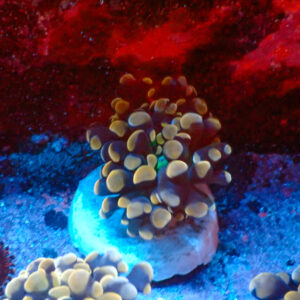 TC Euphyllia parancora Orange-Gold Nugget