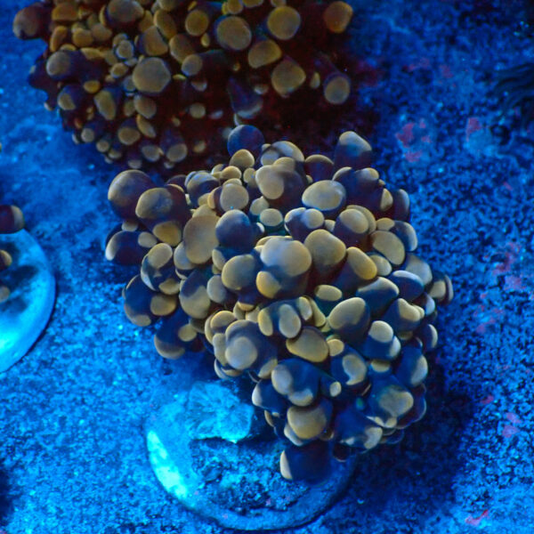 TC Euphyllia parancora Orange-Gold Nugget 3 cabezas