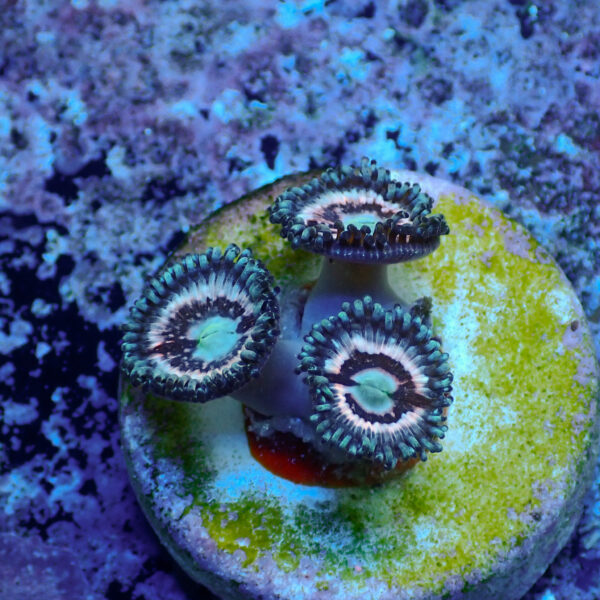 TC Zoanthus Ice Phantom - Imagen 2