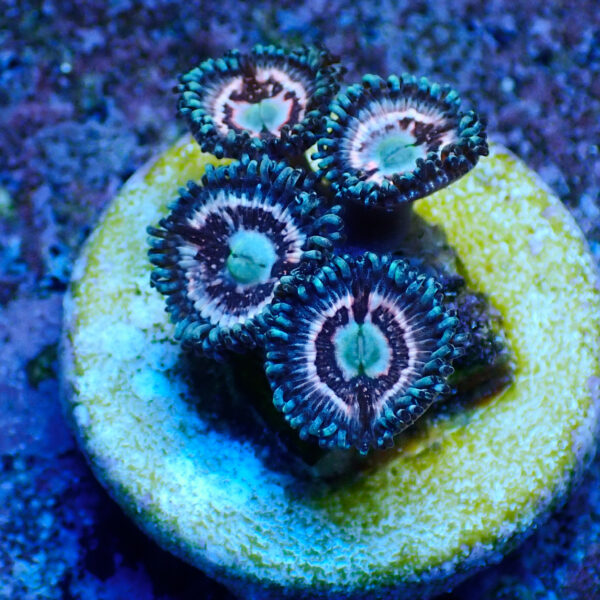 TC Zoanthus Ice Phantom - Imagen 2