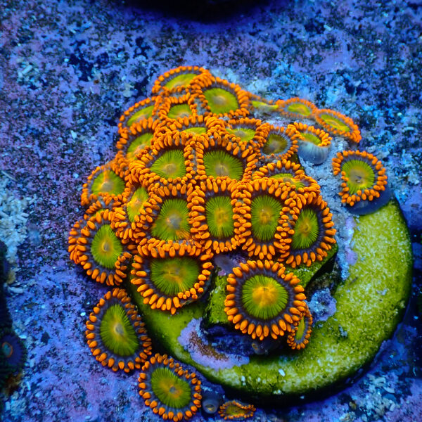 TC Zoanthus Orange Mandarin - Imagen 2