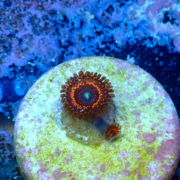TC Zoanthus Illuminati - Imagen 2