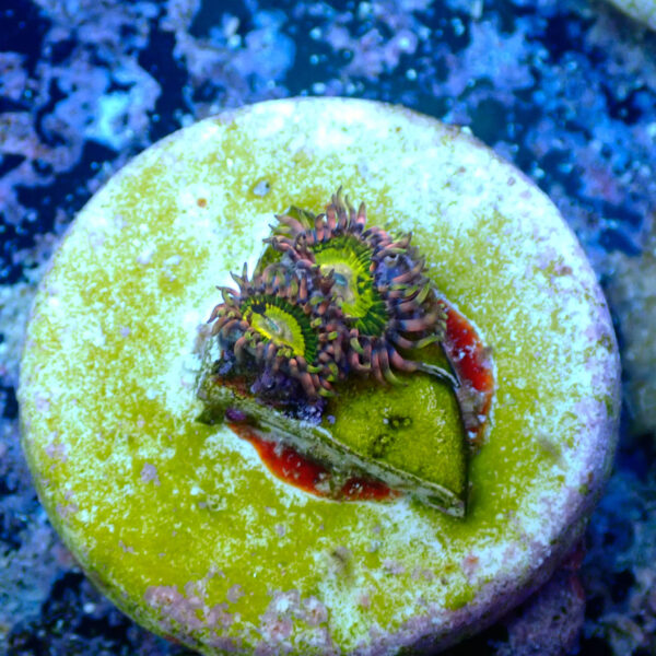 TC Zoanthus Buttkisser - Imagen 2
