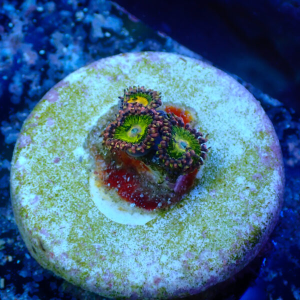 TC Zoanthus Buttkisser - Imagen 2