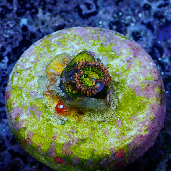 TC Zoanthus Buttkisser - Imagen 2